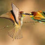 Bee-eater fight