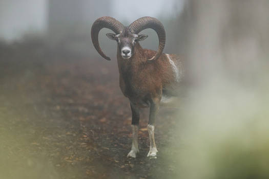 Mouflon