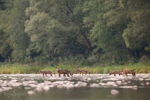 Wolf pack