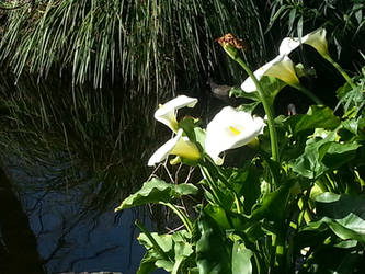 Flowers by the lake