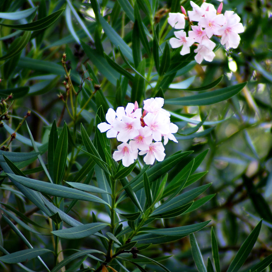 Sorrento Bay flowers