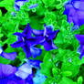 violets