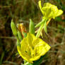 yellow flowers