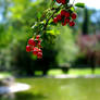 red berries