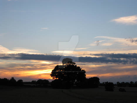 Oak at sunset