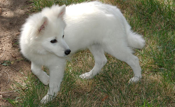 American Eskimo pup1