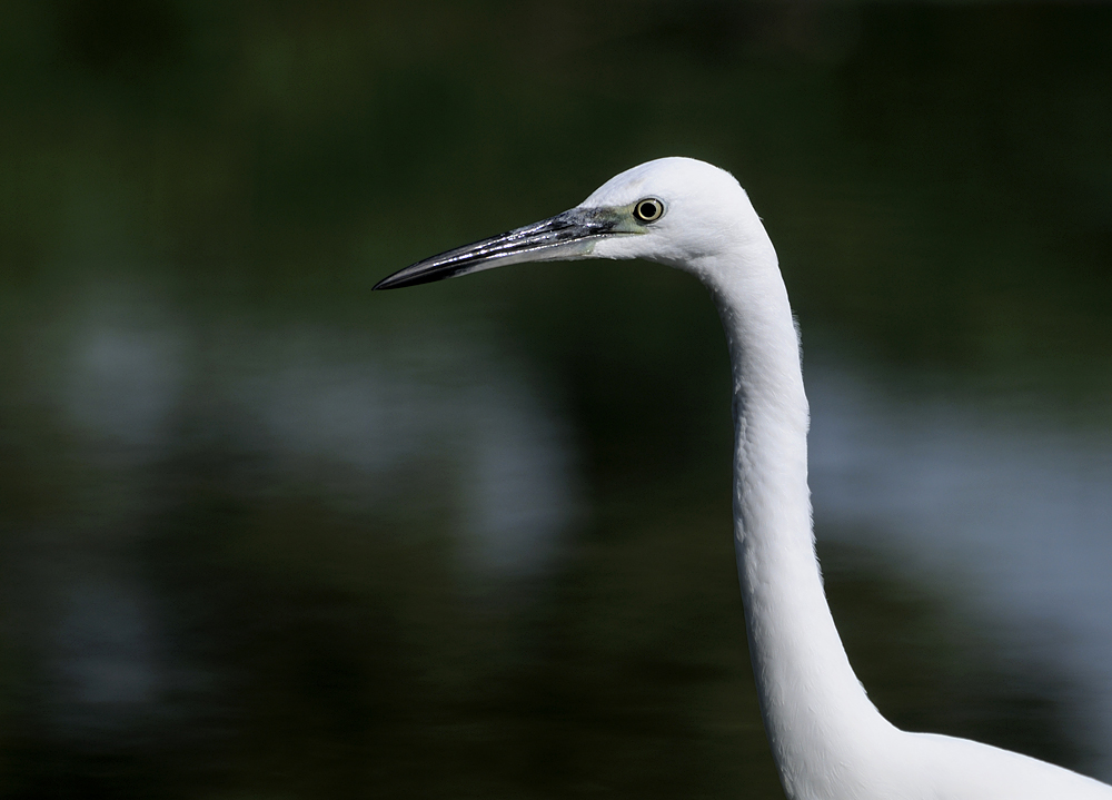 Little egret