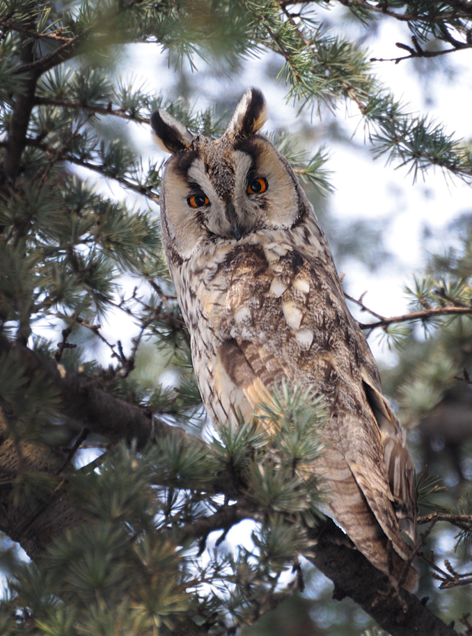 Long-eared Owl