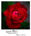 Sweet Rose by Beija