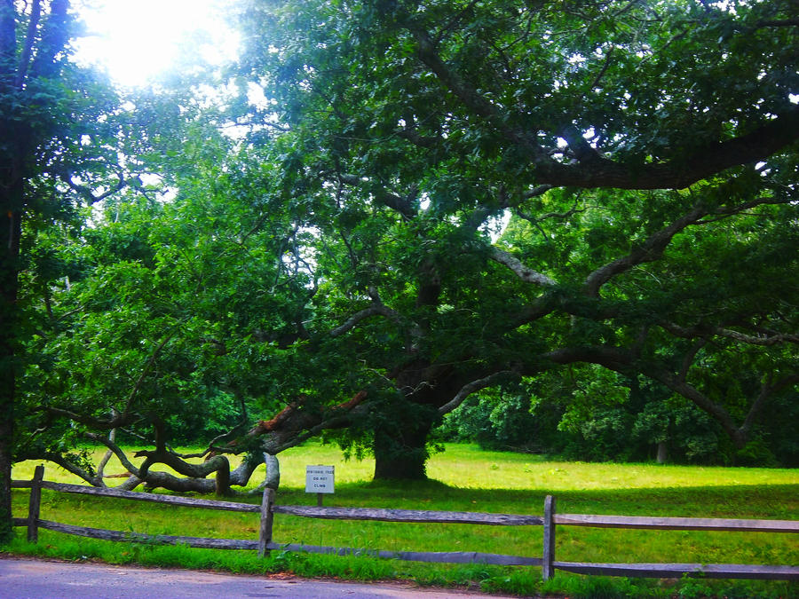 Historic Tree