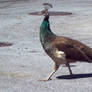 Peahen