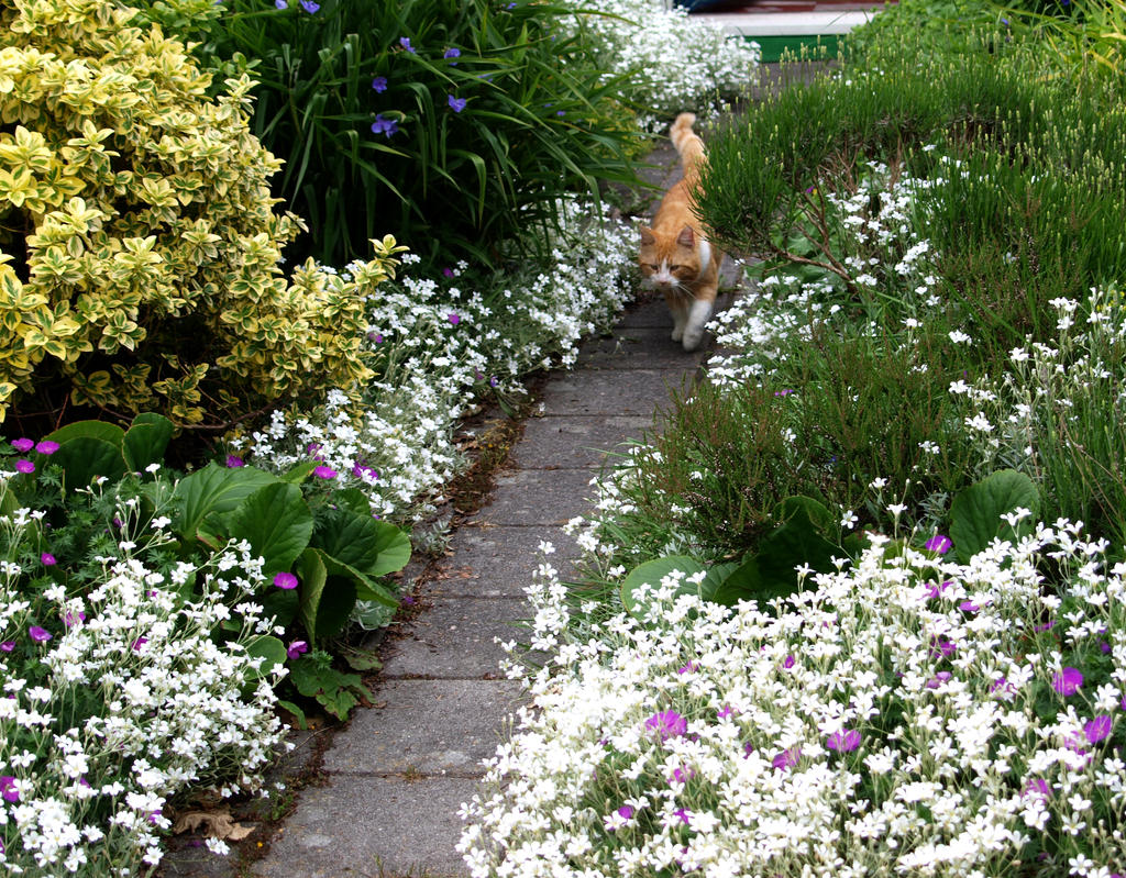 A beautiful Garden