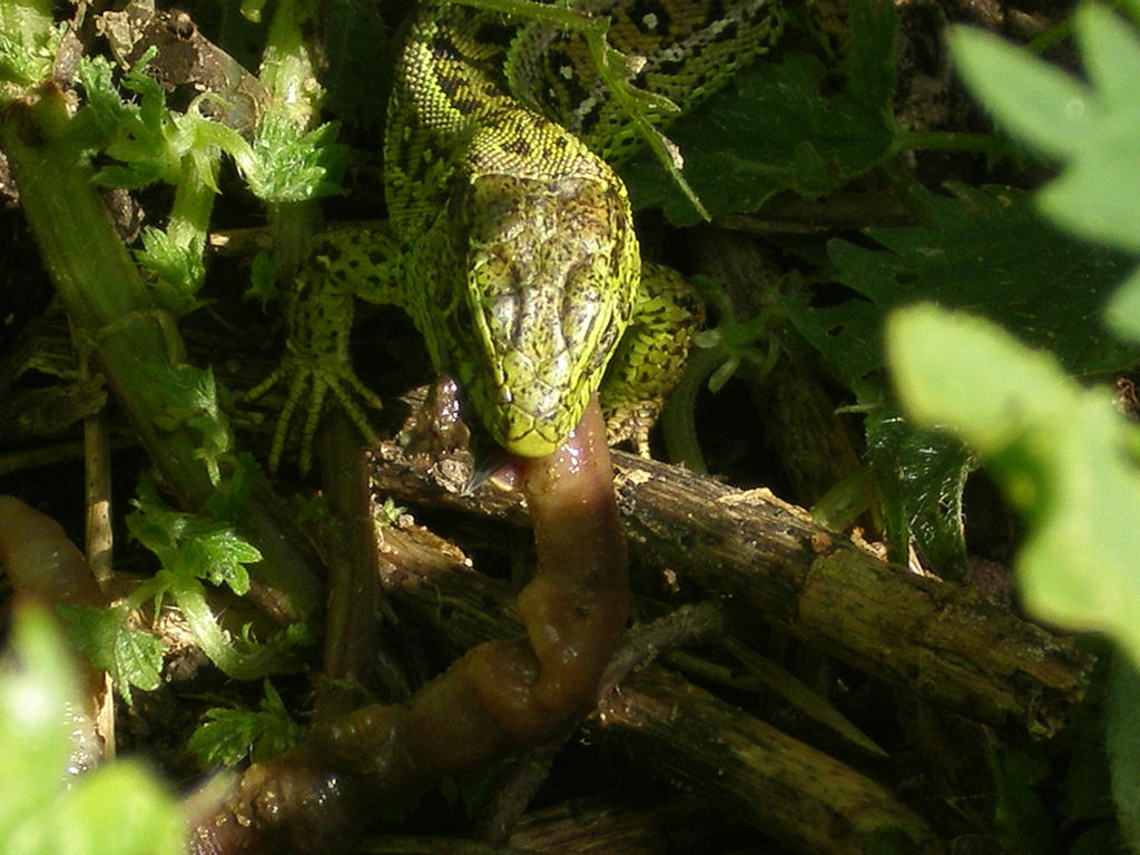 Lizard lunch 2. by stels777 on DeviantArt
