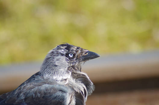 Jackdaw