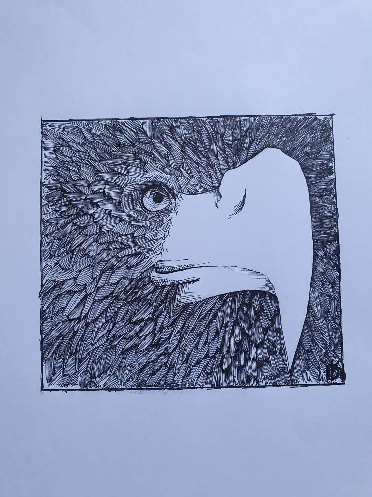 Eagle sketch