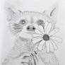 Raccoon