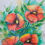 Poppy flowers
