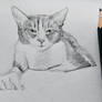 Bubba sketch drawing
