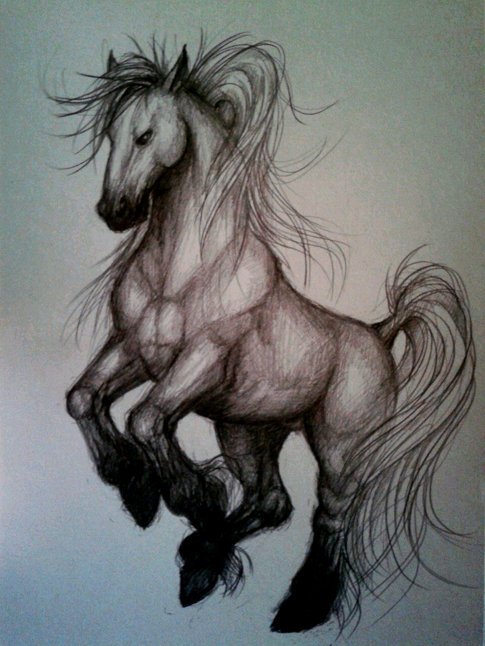 Horse