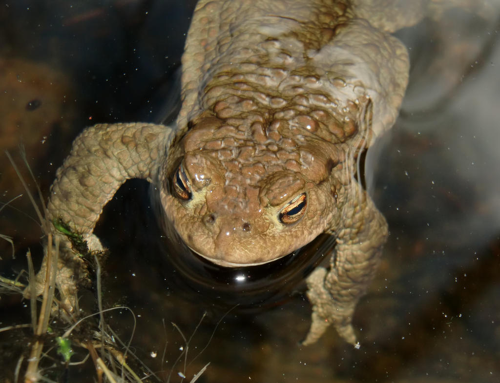 Toad Portrait