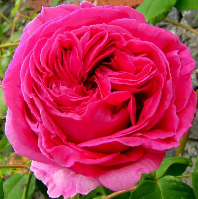Soft Roser Soft rose by ainoani on DeviantArt
