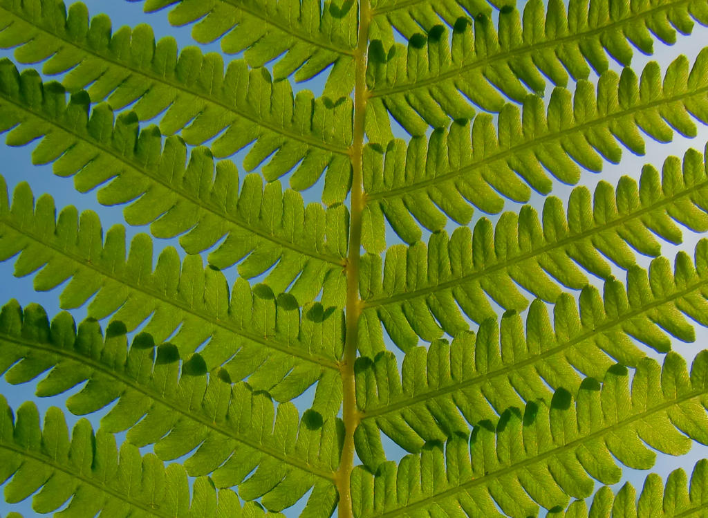 Fern focus