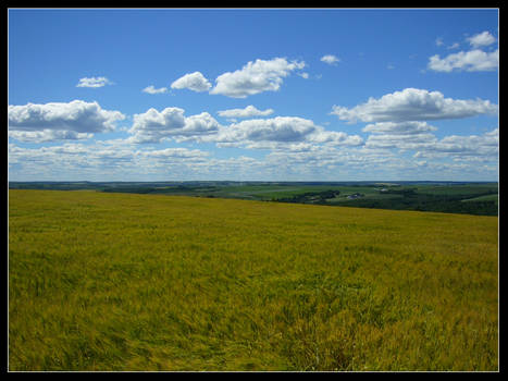 Wheat Field