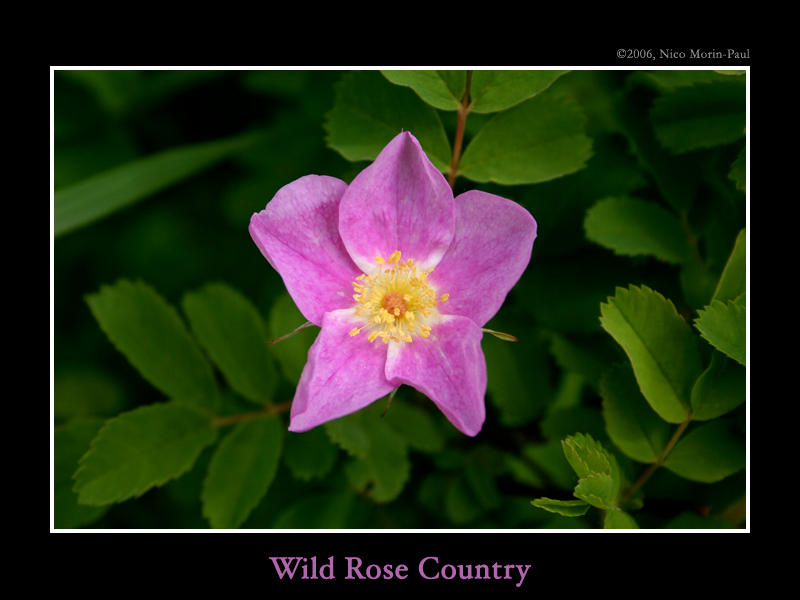 Wild Rose Country