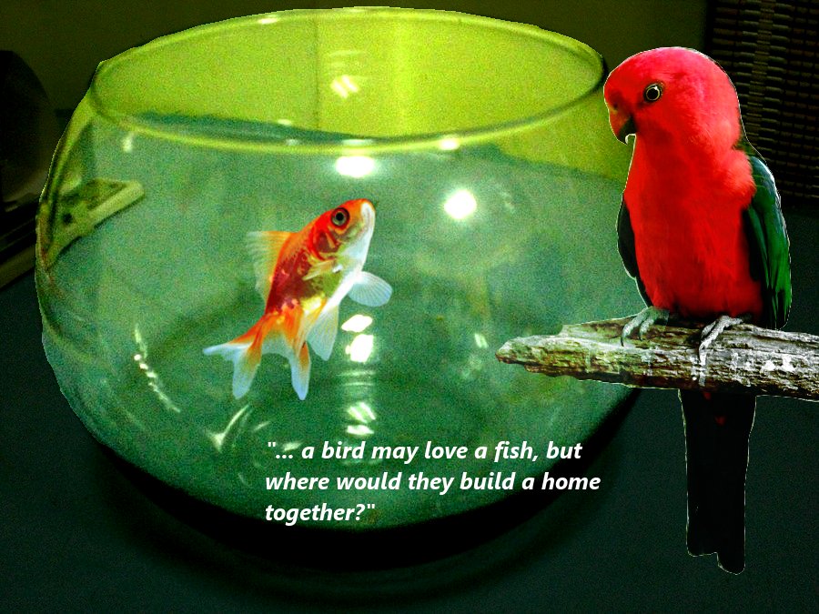 A Bird May Love A Fish By Schipperke42 On Deviantart A Bird May Love A Fish By Schipperke42 On Deviantart