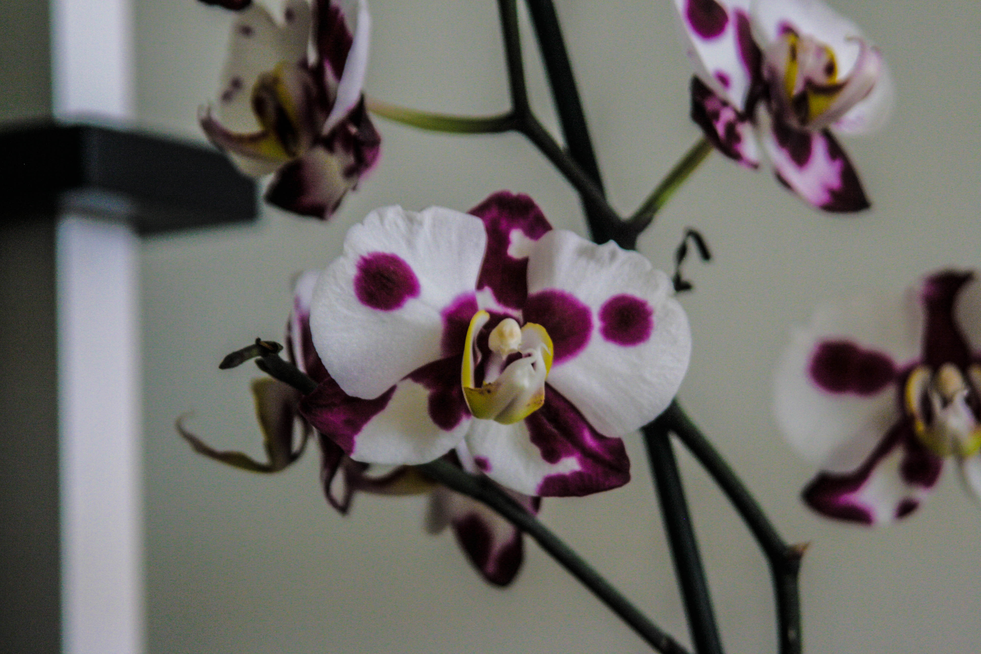 Orchids