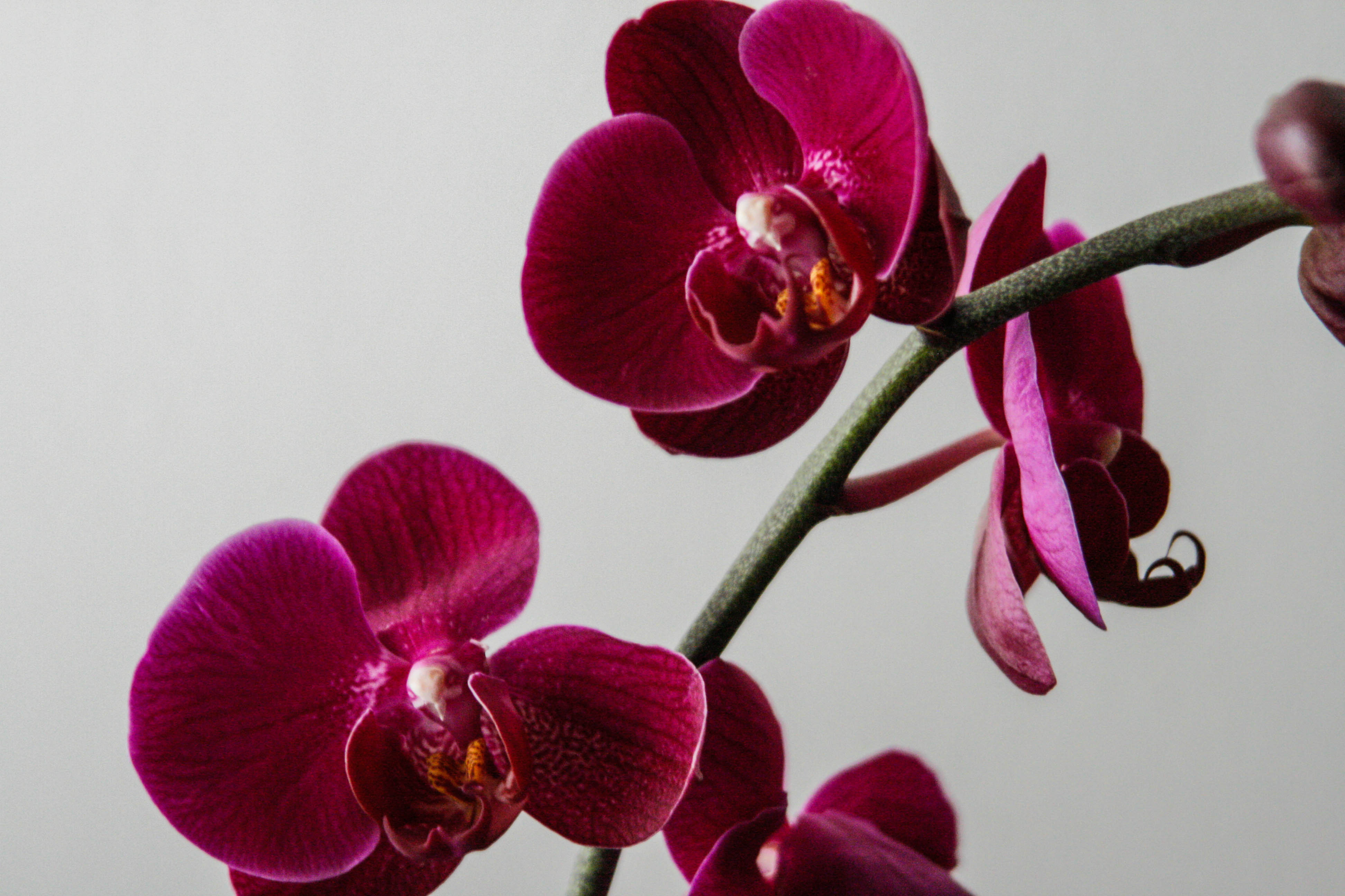 Orchids