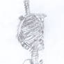 Skeletal Torso