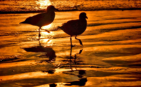 Seagulls In Step