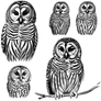 Free Png Barred Owls Clipart