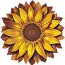 Free Png Gold And Brown Sunflower