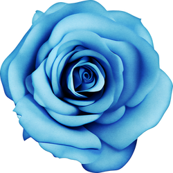 Free Blue Rose Png