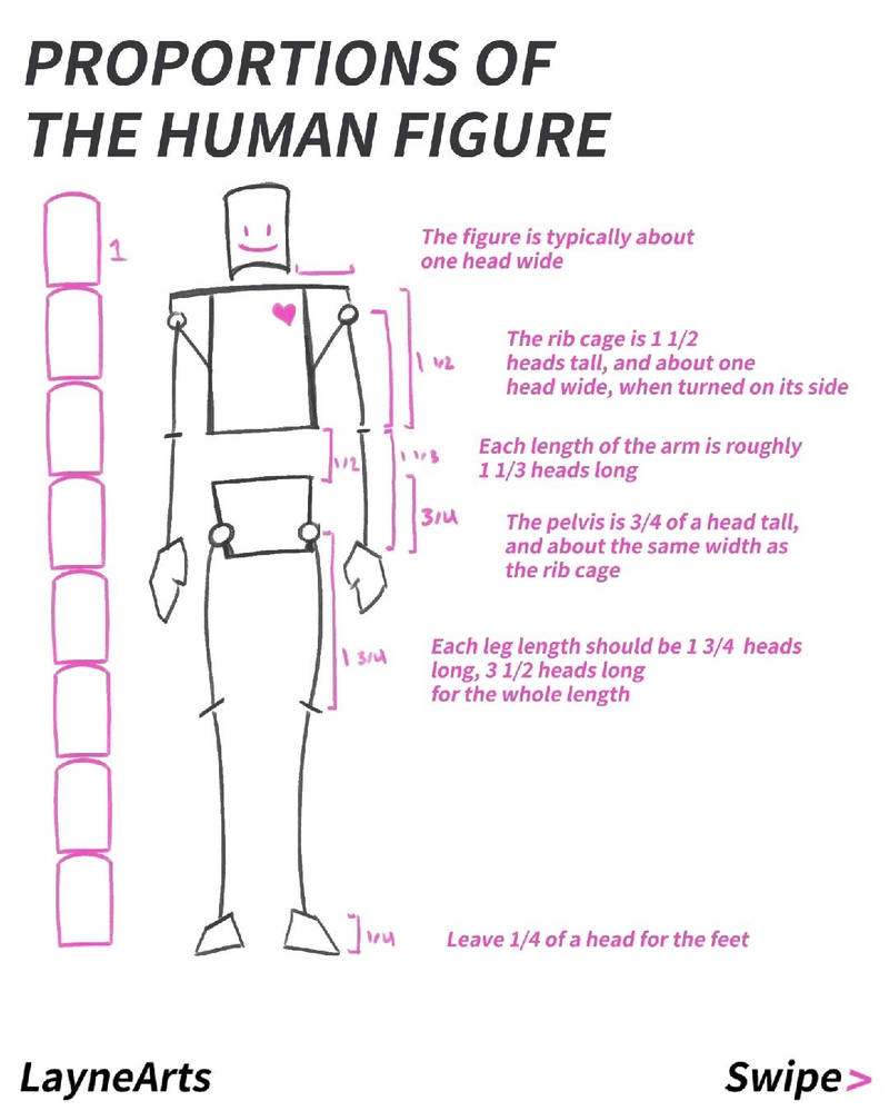 Proportions of the human body by LayneArtsss on DeviantArt Biology Diagrams