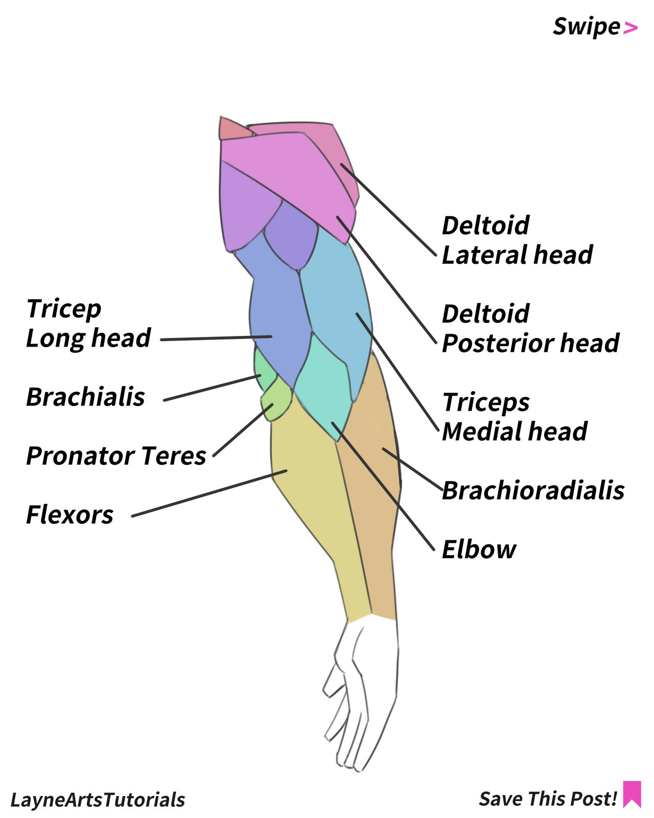 Arm anatomy by LayneArtsss on DeviantArt