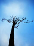 Lonely Tree by Drugge