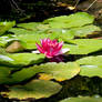 Lily Pad3