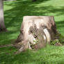 Stump