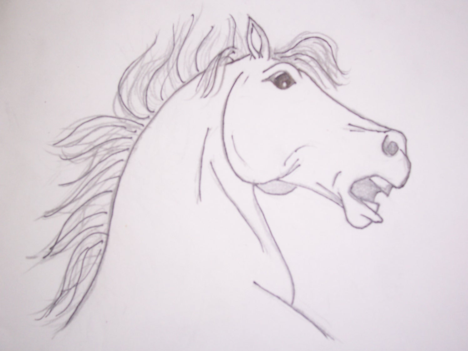 Rearing horse - Portrait.