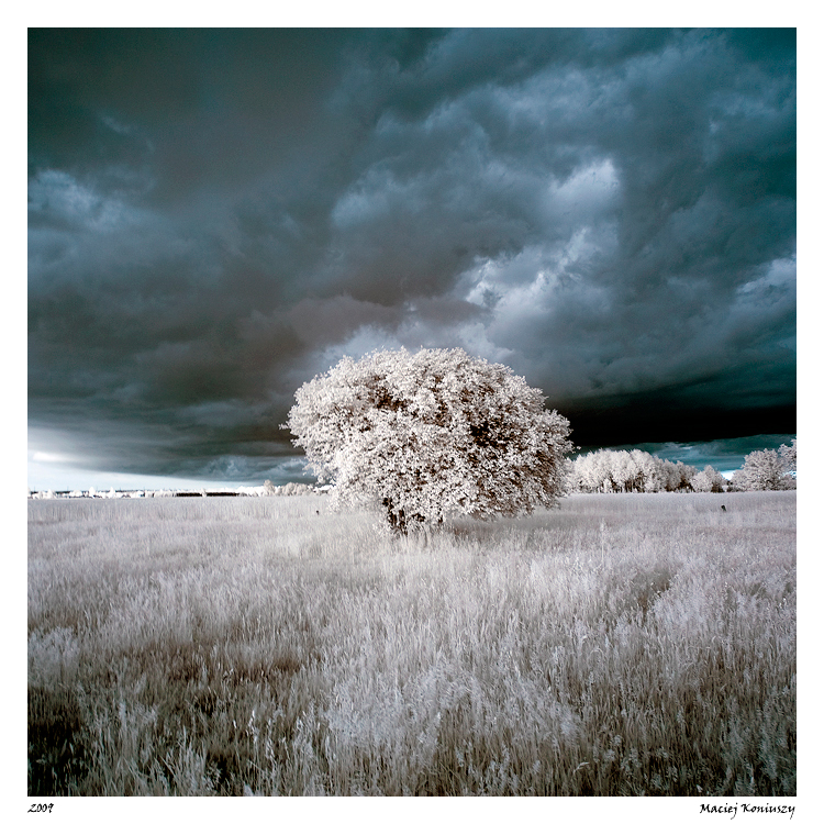 Tree IR 3