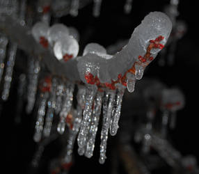 Ice Storm IV ... 2009