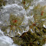 Ice flowers II 2009