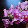 Orchid ...