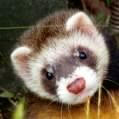 Eben, My Ferret