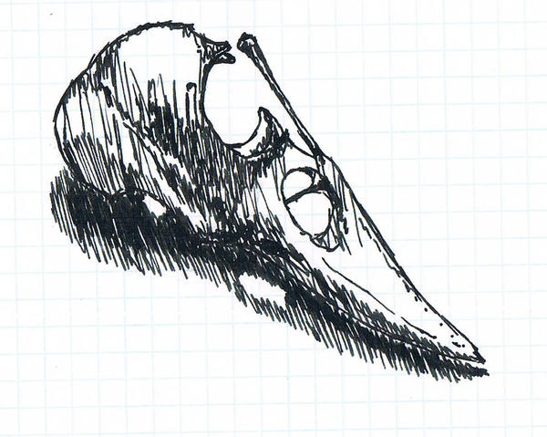 Raven skull