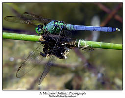 Eastern Pondhawk Dragonfly