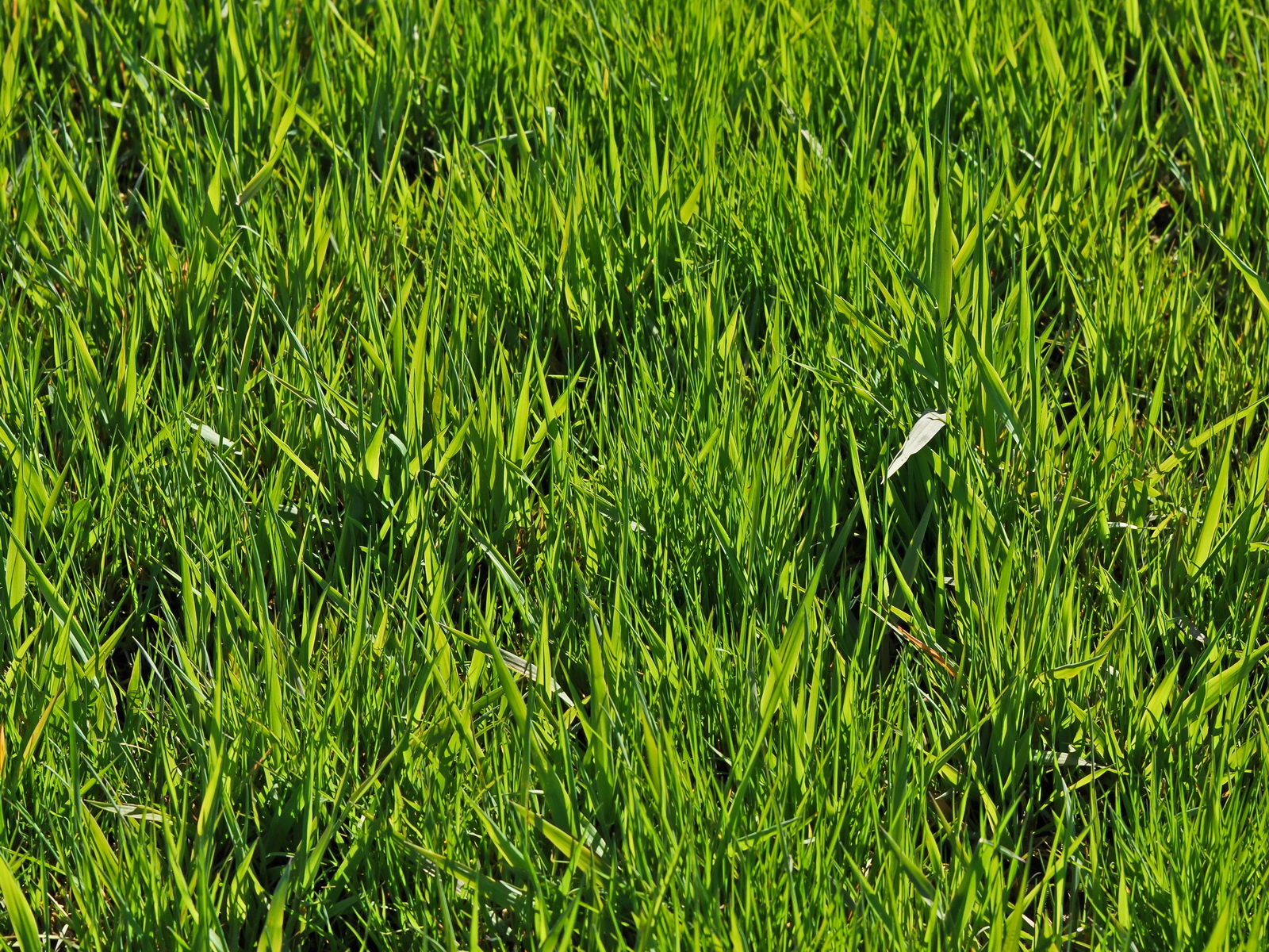grass texture